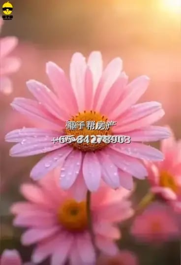 淡滨尼，大牌929，主人房出租, 房租1400 /2人间 1