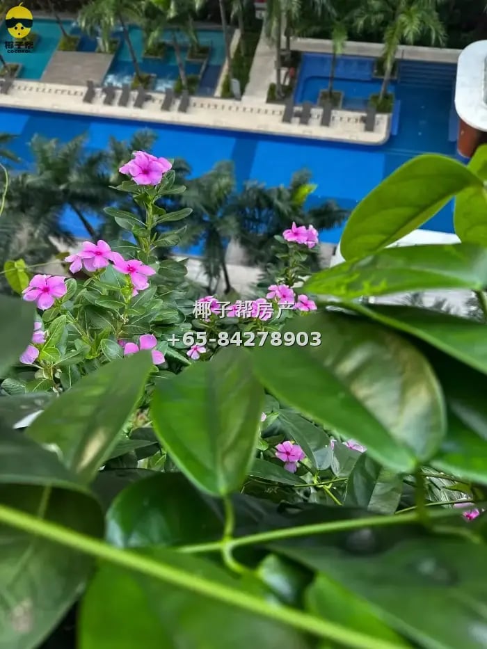 学生寄宿,实龙岗附近公寓,小主人房,带独立卫生间,有24 小时菲佣打扫卫生,煮饭 2